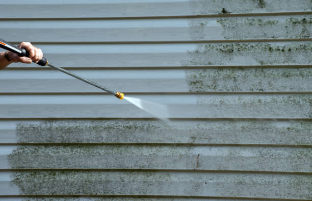 Best Black Mold Removal  in Red Bud, IL