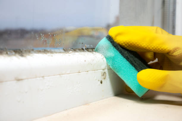 Best Water Damage Restoration  in Red Bud, IL
