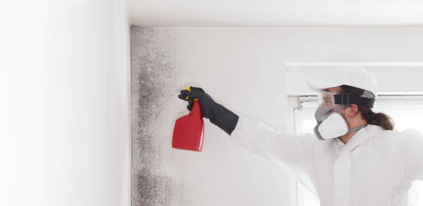 Crawl Space Mold Removal in Red Bud, IL