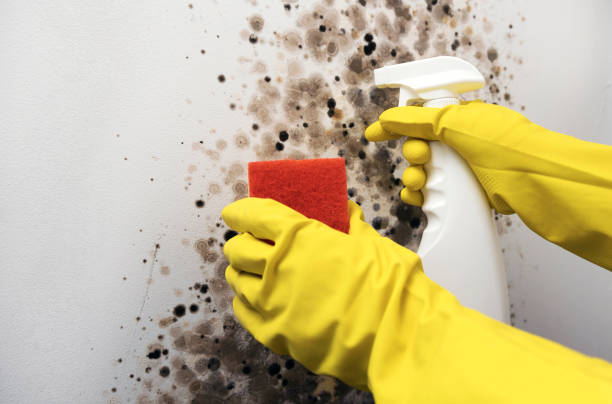 Best Affordable Mold Removal  in Red Bud, IL