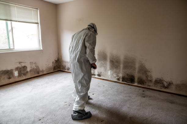 Best Same-Day Mold Removal  in Red Bud, IL