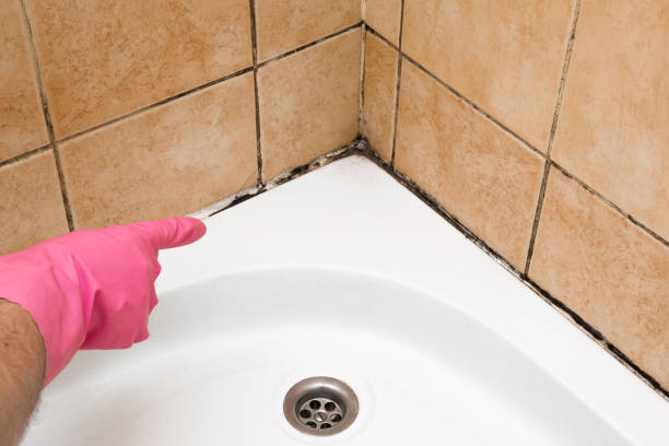 Reliable Red Bud, IL Mold Removal Solutions